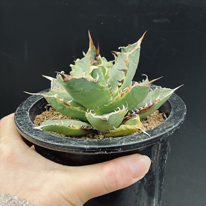 楽天市場】多肉植物：アガベ チタノタ錦 黄覆輪*幅11cm 現品！一品  