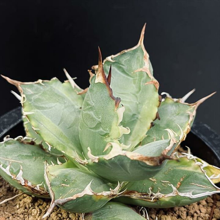 楽天市場】多肉植物：アガベ チタノタ錦 黄覆輪*幅11cm 現品！一品  