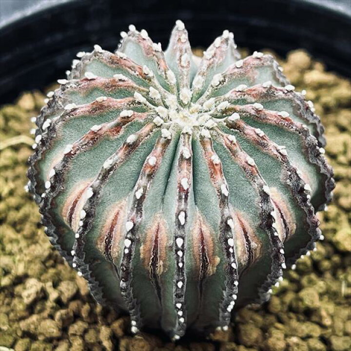 楽天市場】サボテン：ゲオヒントニア メキシカーナ 実生*幅3.5cm 