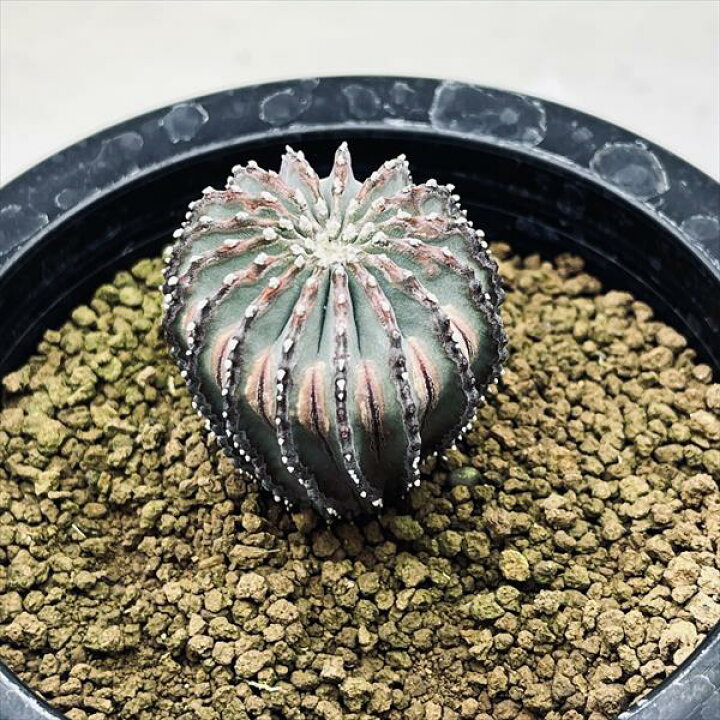 楽天市場】サボテン：ゲオヒントニア メキシカーナ 実生*幅3.5cm 