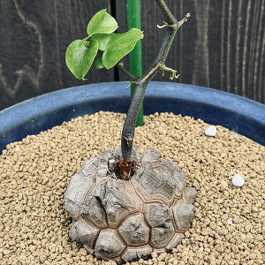 観葉植物 アフリカ亀甲竜の人気商品・通販・価格比較 - 価格.com