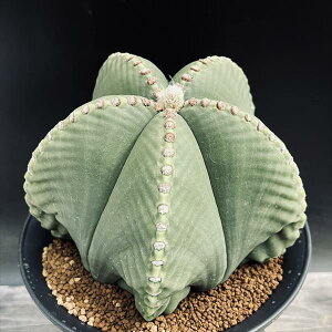 T{eFAXgtBc@aP *15cm@iIi