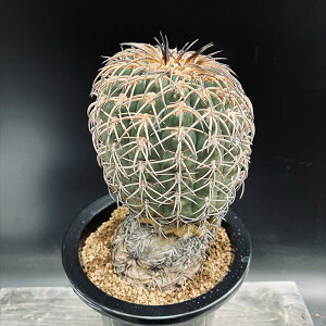 サボテン:ギムノカリキウム 猫爪天平丸 マジョール 実生*幅12cm 現品!一品限り