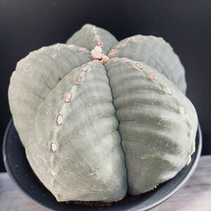 T{eFAXgtBc@c^}EpXɗڗaPʁ@*14cm@iIi