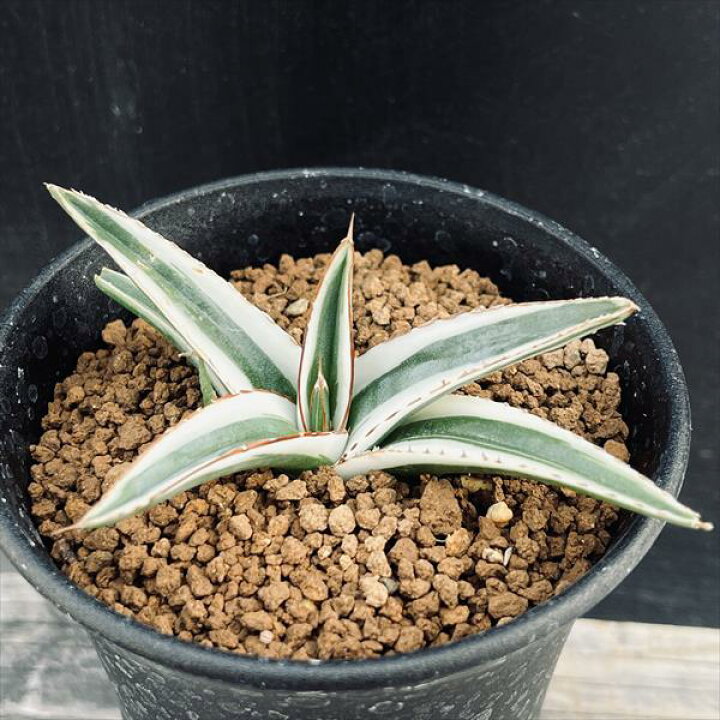 楽天市場】多肉植物：アガベ 氷山*幅8cm : 遊恵盆栽 楽天市場店 