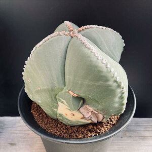 T{eFAXgtBc@ɗڗaPʁij*13cm@iIi@