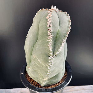 T{eFAXgtBc@ɗڗaPʁij*13cm@iIi