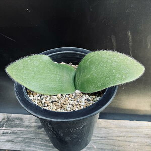 �����A���F�n�G�}���T�X�@�l���\�j�[*�t��16cm�@���i�I��i����