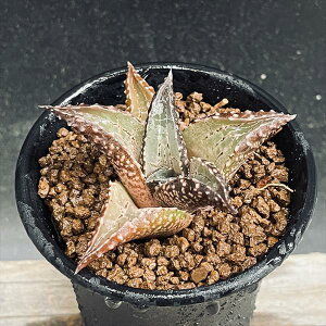 �����A���F�n�I���`�A ����*M�@��7cm