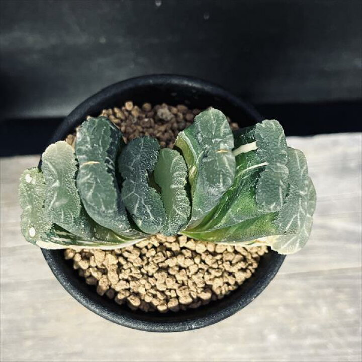 楽天市場】多肉植物：ハオルチア 玉扇錦*幅8cm 現品！一品限り 