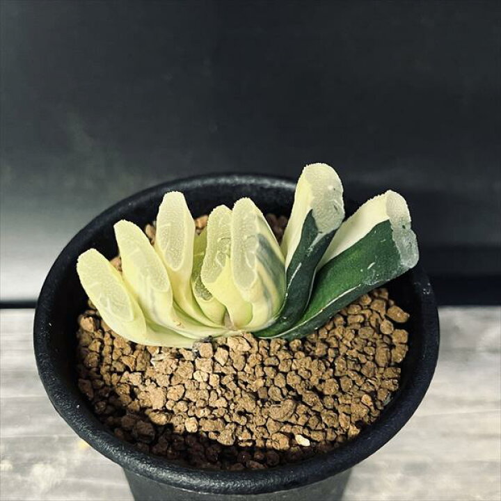 楽天市場】多肉植物：ハオルチア 玉扇錦 糊斑*幅5.5cm 現品！一品 