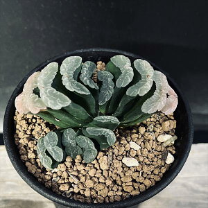 AFnI`A ʐ@R*7.5cm@iIi