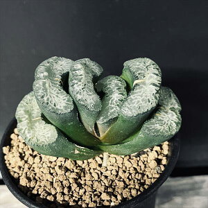 AFnI`A ʐ@ʊy*7.5cm@iIi@tɏ