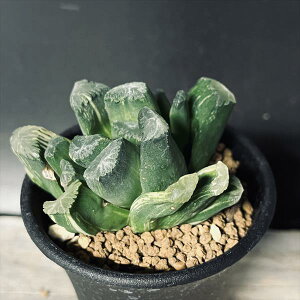 AFnI`Ahyb. ×ʐ*6cm@iIi