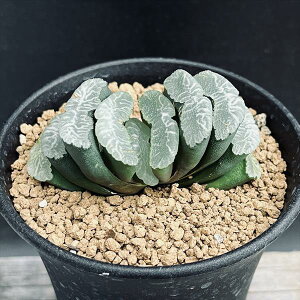 AFnI`A ʐ@䎁X[p[Ch@SA-7*7cm@iIi