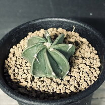 古木 アストロフィツム 大鳳玉 鉢ごと発送 サボテン 多肉植物