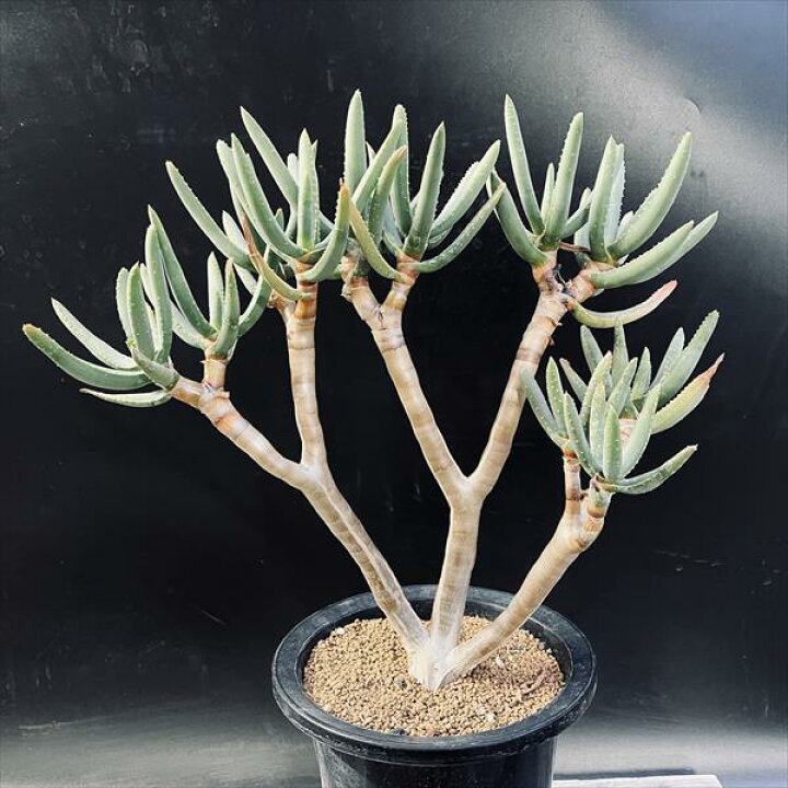 楽天市場】多肉植物：アロエ ラモシシマ*幅36cm 現品！一品限り 