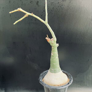 R[fbNXFAfjA@OEJ*򍪕10.5cm@iIi