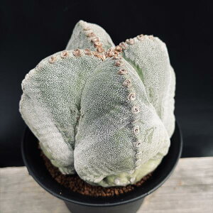 T{eFAXgtBc@lpaPʁ@*14cm@iIi