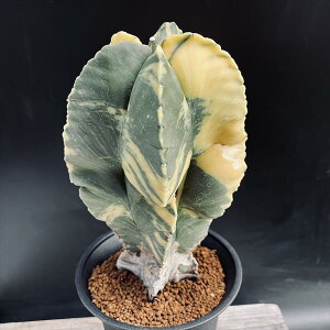 T{eFAXgtBc@ɗڗaPʋс@*10cm@iIi