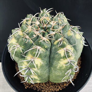 T{eFMmJLE@nCۋс@*12cm@iIi