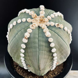 T{eFAXgtBc@ڗہ@cM*14cm@iIi@