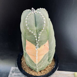 T{eFAXgtBc@OpɗڗaPʋс@*11cm@iIi