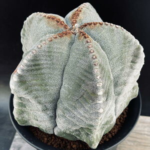 T{eFAXgtBc@aPʁ@*15cm@iIi