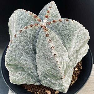 T{eFAXgtBc@aPʁ@*17cm@iIi