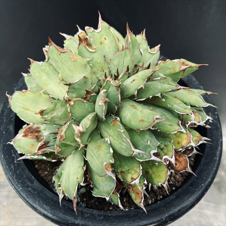 楽天市場】多肉植物：アガベ チタノタ綴化*幅12cm 現品！一品限り 