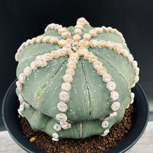 T{eFAXgtBc@ڗہ@cM*12cm@iIi@