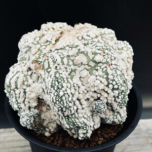 T{eFAXgtBc@ԉہ@cM*12cm@iIi