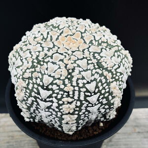 T{eFAXgtBc@X[p[A[ہ@cM*12cm@iIi