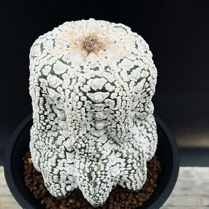 T{eFAXgtBc@ہ@cM*8cm@iIi