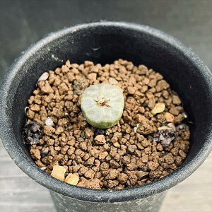 AFRmtBc@AQJG@egSi*S1.5cm@iIi