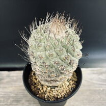 楽天市場】ストロンボカクタス 菊水の通販 