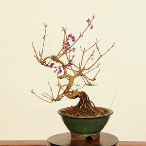 ~́F(ނ炳)i*TLVLu@murasakishikibu Callicarpa japonicai~