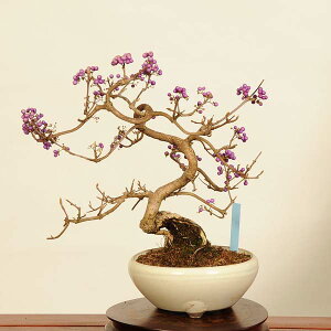 ~́F(ނ炳)i*TLVLu@murasakishikibu Callicarpa japonicai~