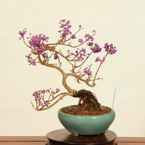~́F(ނ炳)i*TLVLu@murasakishikibu Callicarpa japonicai~