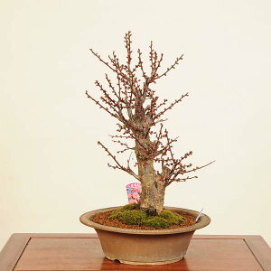 ~́Fg~(΂)i*߁@E@Prunus mume@Koubai bonsai i~