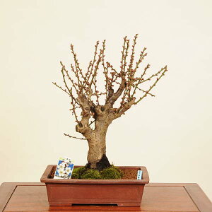 ~́F~(͂΂)i*߁@E@Prunus mume@Hakubai bonsai i~