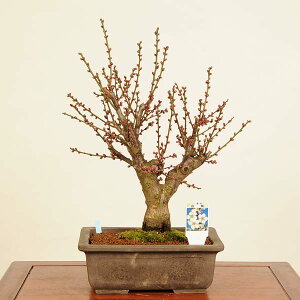 ~́F~(͂΂)i*߁@E@Prunus mume@Hakubai bonsai i~