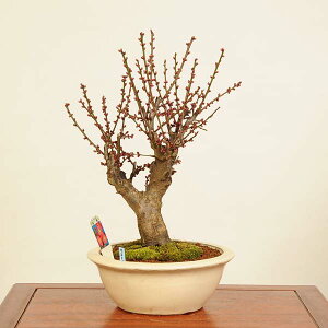 ~́Fg~(΂)i*߁@E@Prunus mume@Koubai bonsai i~