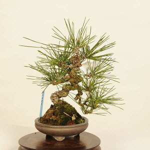 ~ IFO͍*@i ܂@N}c@Kuromatsu bonsai i~