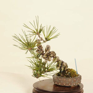 ~ IFO͍*@i ܂@N}c@Kuromatsu bonsai i~