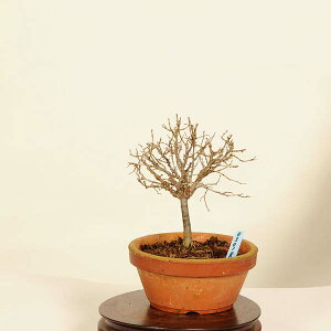 ~́FO(₫)@i*PL Zelkova serrata@Keyaki bonsai i~