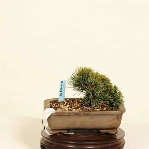 ~́Fܗt()*@i 悤܂@SE}c@Goyoumatsu bonsai i~
