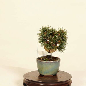 五葉松 小品盆栽 盆栽 植木の人気商品・通販・価格比較 - 価格.com
