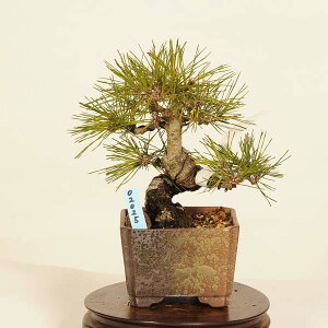 ~́FԏiAJ}cj*i ܂ Akamatsu bomsai Pinus densiflora i~