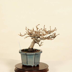 ~́F݁@i*JO~@Kangumi bonsai Elaeagnus@i~